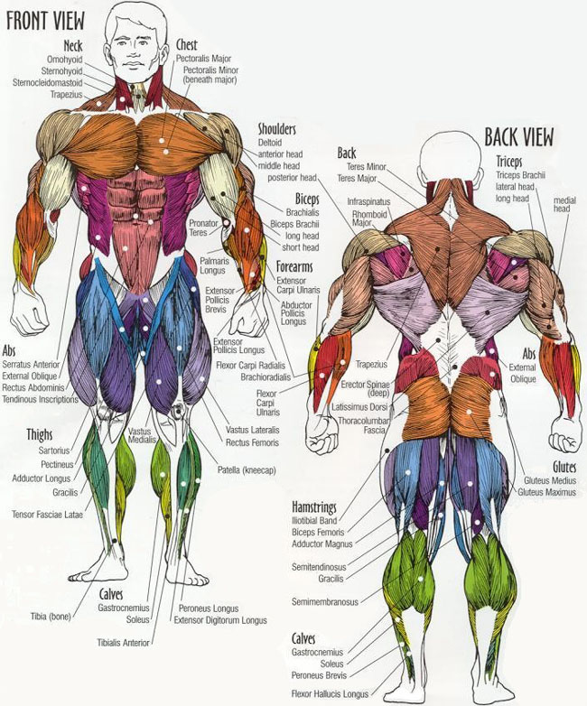Weight Lifting Muscle Groups Chart